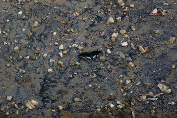 butterfly in dirt and rocks