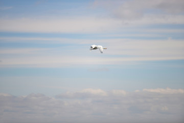 Fototapeta na wymiar One white Swan, flying in the blue sky, Copenhagen Denmark