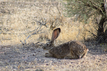 hare in high desert © d