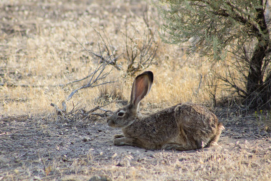 Hare In High Desert