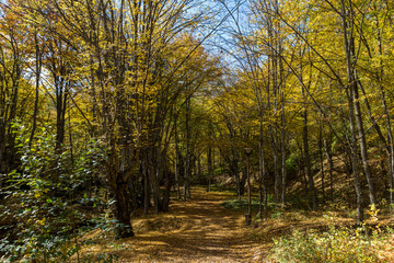 Obraz premium Autumn Landscape with yellow Trees near Devil town in Radan Mountain, Serbia