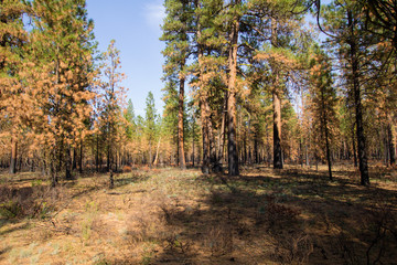 burned ponderosa pine forest oregon