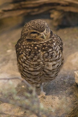 pygmy owl