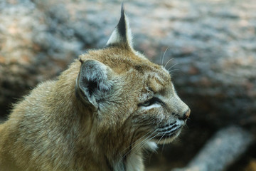 mountain lion close up headshot