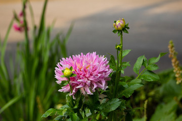 pink flower
