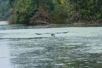 flying great blue heron