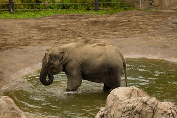elephant drinking