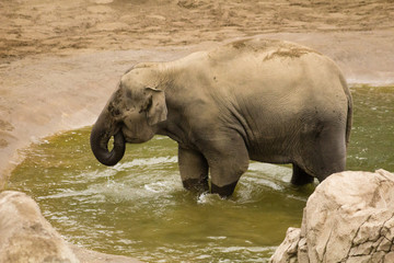 elephant drinking