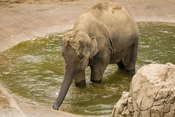 elephant drinking water