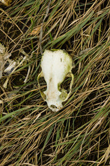 skull in grass