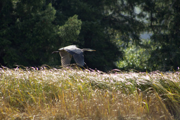 blue heron flying