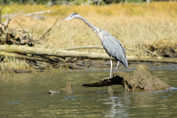 blue heron on log in river