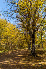 Fototapeta na wymiar Autumn Landscape with yellow Trees near Devil town in Radan Mountain, Serbia