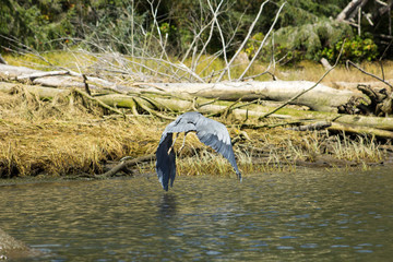 blue heron flying