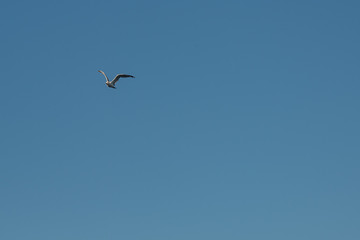 Morning by the River