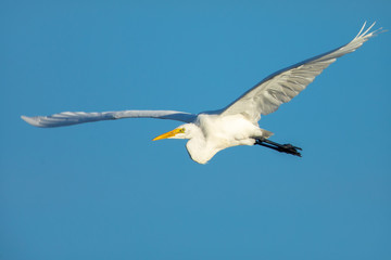 Fototapeta na wymiar Great egret flying in beautiful light a North California marsh