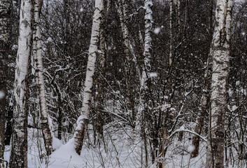 Fototapeta premium forest in winter