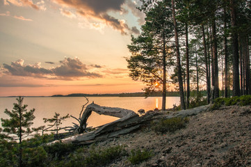 Obraz premium sunset in the forest