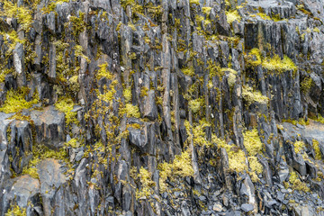 Lichen moss growing on a rocky surface in Alaska’s Kenai Fjords National Park