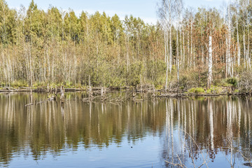 a blue small lake is located in the forest, gulf with growing trees and driftwood, wild nature background