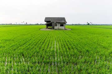 Fototapeta na wymiar Abandoned house at middle paddy fieldhouse at the centre of paddy field under the sky