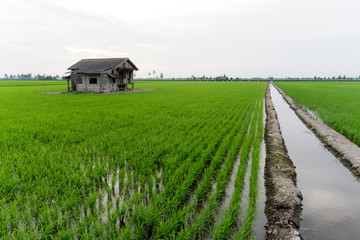 Fototapeta na wymiar Abandoned house at middle paddy fieldhouse at the centre of paddy field under the sky