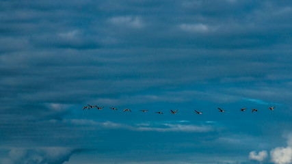 wild geese in the sky