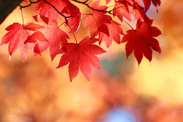 秋のイメージ・紅葉