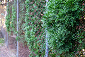 Overgrown trees and vegetation creeps through a fence line of a neighbor. Concept for property lines, boundaries