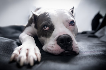 An American Staffordshire Terrier Pitbull dog lays on a blanket with bright backlighting and a...