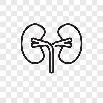recommend clip art: kidney icons isolated on transparent background. Modern and editable kidney icon. Simple icon vector illustration.