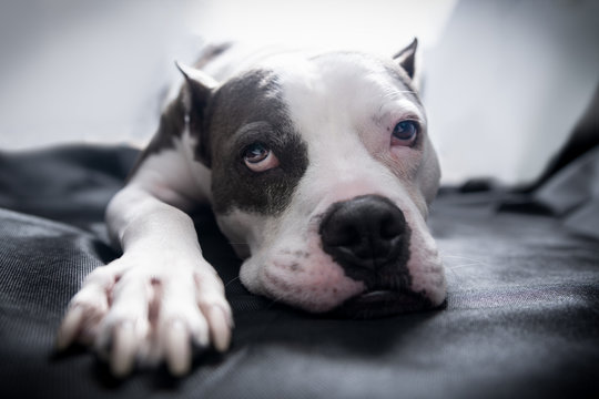 An American Staffordshire Terrier Pitbull dog lays on a blanket with bright backlighting and a sleepy exhausted wistful look on its face
