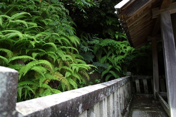 本光寺の裏山のシダ植物