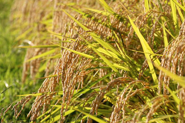秋の稲穂