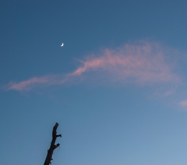 silhouette of tree in the sky