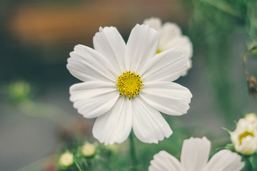 Fototapeta premium Flores de primavera
