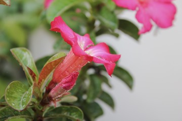 Adenium obesum or desert rose. Adenium tree has a beautiful flower and it is a medicinal herbs.