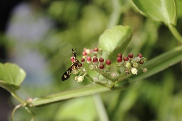 Bug on cissus quadrangularis flower.