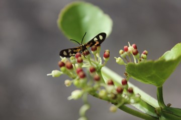 Bug on cissus quadrangularis flower.