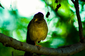 blackbird fly