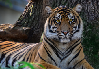 Bengal Tiger Stare