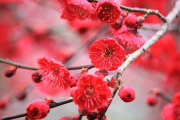 美しい紅梅