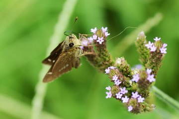 Parnara guttata suckingnectar of Brazilian vervain