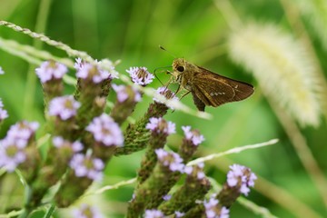 Parnara guttata suckingnectar of Brazilian vervain