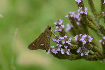 Parnara guttata suckingnectar of Brazilian vervain