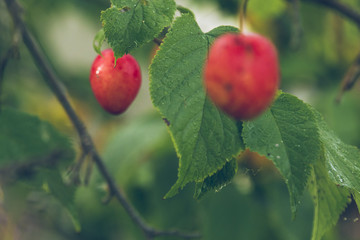 Bush of a red plum with yellow-green leaves