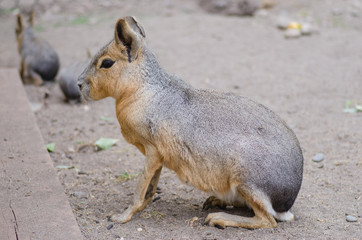 Naklejka premium Mara with offspring at petting zoo