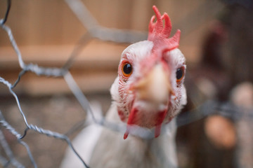 Domestic farm chicken poultry easter organic eggs village cock cage free