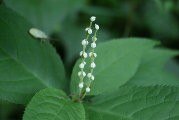 フタリシズカ　Chloranthus serattus