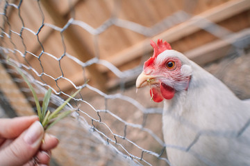 Domestic farm chicken poultry easter organic eggs village cock cage free